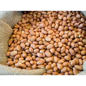 Organic Groundnut Seeds